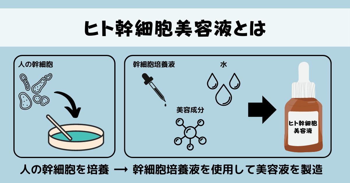 ヒト幹細胞美容液とは