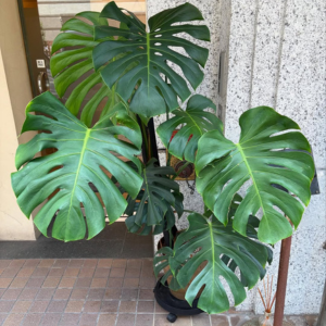 MaHaLo